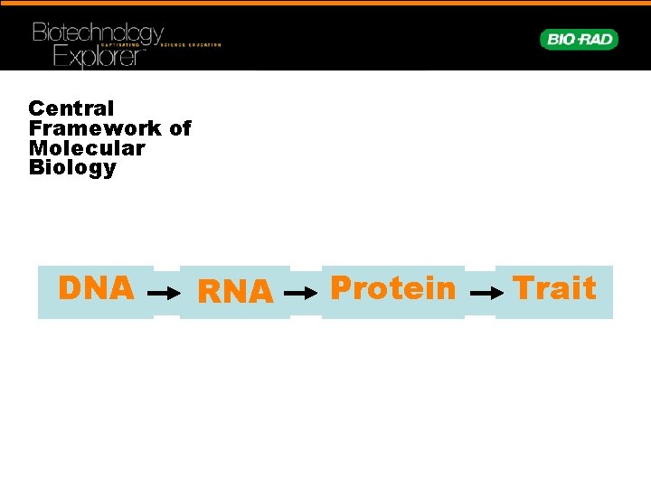 Central Framework of Molecular Biology DNA RNA Protein Trait 