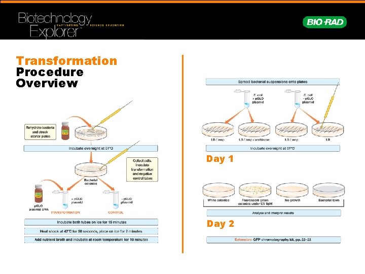 Transformation Procedure Overview Day 1 Day 2 