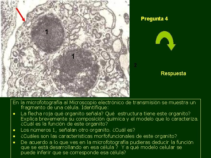 Pregunta 4 1 1 2 Respuesta En la microfotografía al Microscopio electrónico de transmisión