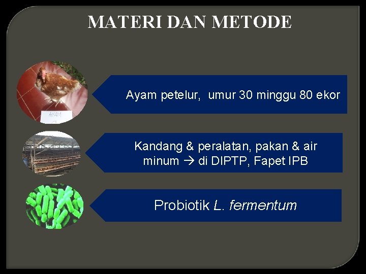 MATERI DAN METODE Ayam petelur, umur 30 minggu 80 ekor Kandang & peralatan, pakan