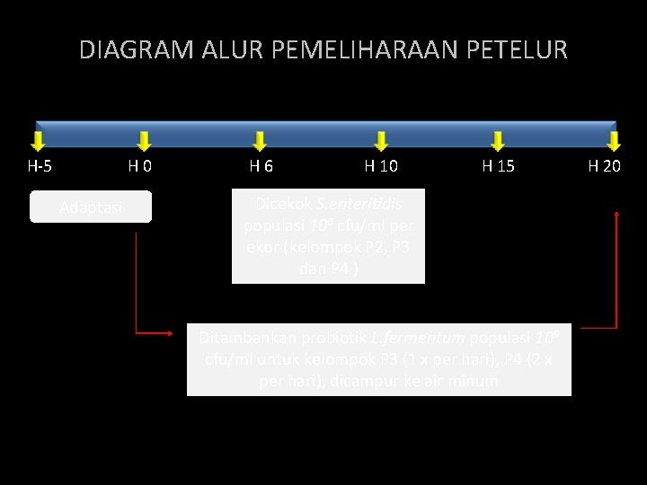 DIAGRAM ALUR PEMELIHARAAN PETELUR H-5 H 0 Adaptasi H 6 H 10 H 15