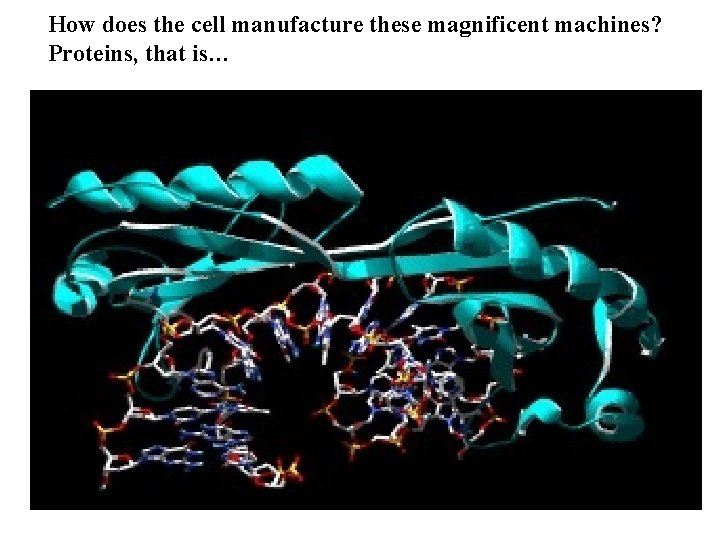 How does the cell manufacture these magnificent machines? Proteins, that is… 