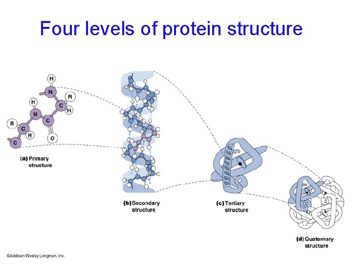 Four levels of protein structure 