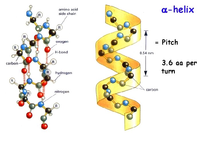  -helix = Pitch 3. 6 aa per turn 