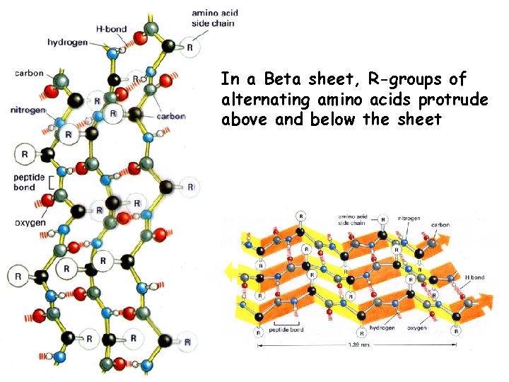 In a Beta sheet, R-groups of alternating amino acids protrude above and below the