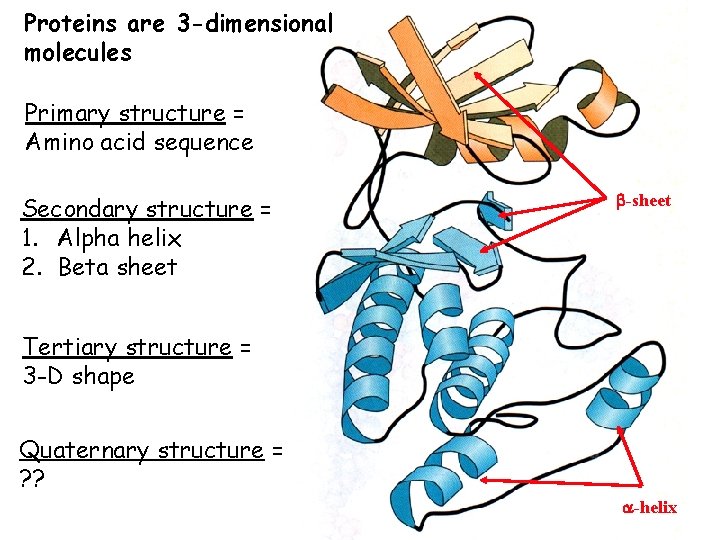 Proteins are 3 -dimensional molecules Primary structure = Amino acid sequence Secondary structure =