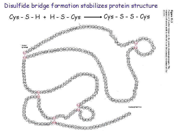 Disulfide bridge formation stabilizes protein structure Cys - S - H + H -