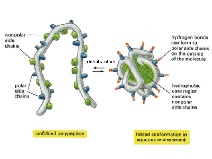 denaturation 