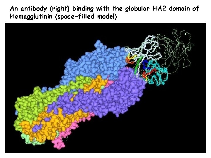 An antibody (right) binding with the globular HA 2 domain of Hemagglutinin (space-filled model)