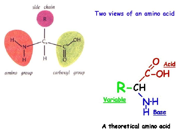 Two views of an amino acid 