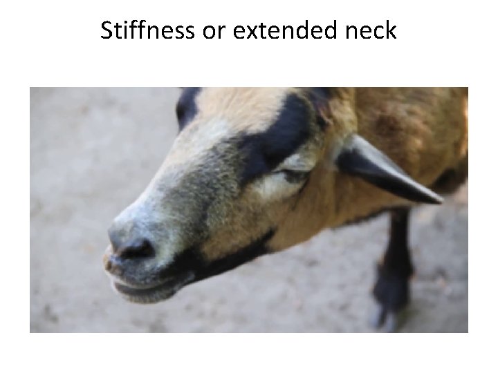 Stiffness or extended neck 