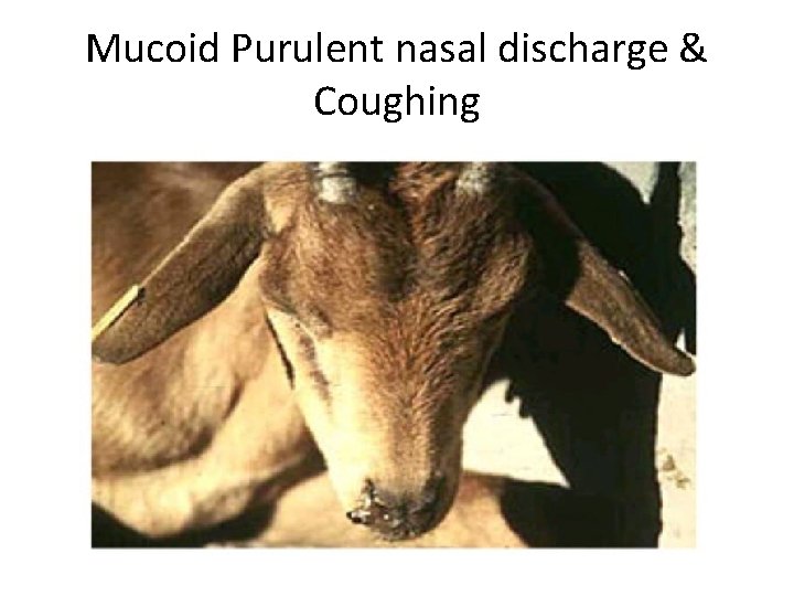 Mucoid Purulent nasal discharge & Coughing 