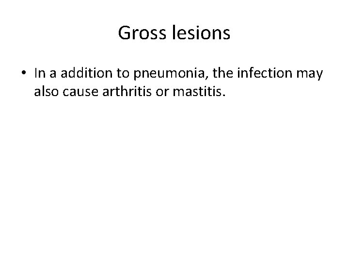 Gross lesions • In a addition to pneumonia, the infection may also cause arthritis
