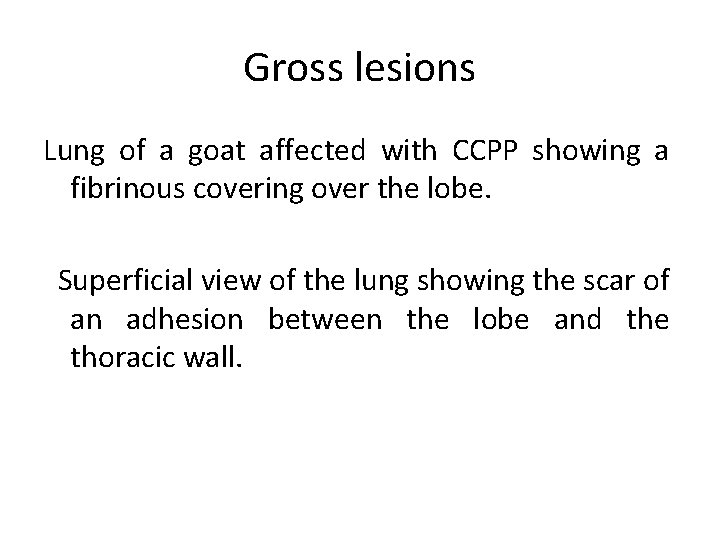 Gross lesions Lung of a goat affected with CCPP showing a fibrinous covering over