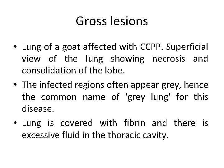 Gross lesions • Lung of a goat affected with CCPP. Superficial view of the