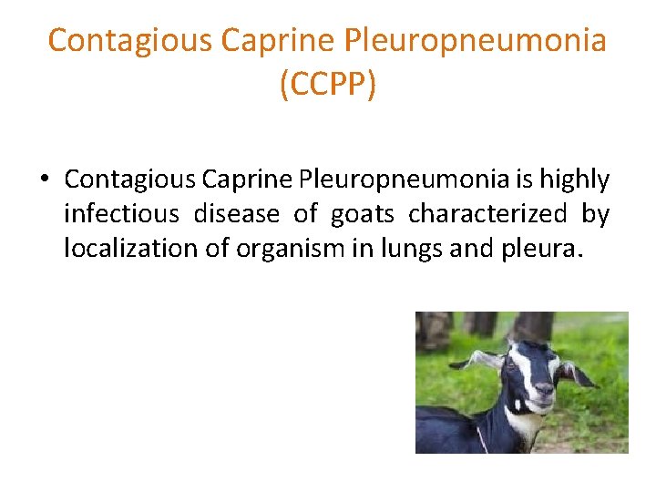 Contagious Caprine Pleuropneumonia (CCPP) • Contagious Caprine Pleuropneumonia is highly infectious disease of goats