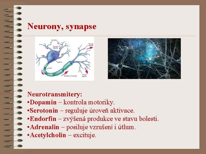 Neurony, synapse Neurotransmitery: • Dopamin – kontrola motoriky. • Serotonin – reguluje úroveň aktivace.