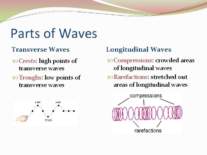 Parts of Waves Transverse Waves Longitudinal Waves Crests: high points of transverse waves Troughs: