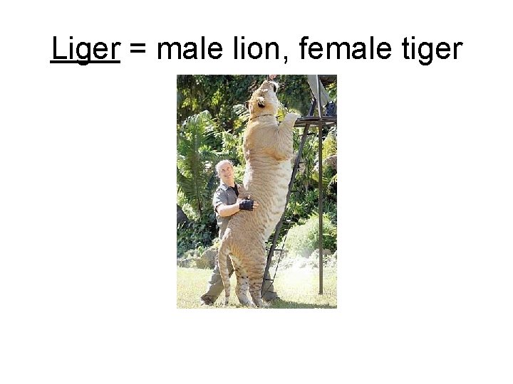 Liger = male lion, female tiger 