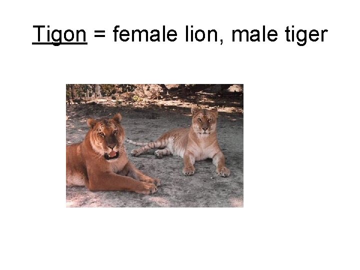 Tigon = female lion, male tiger 