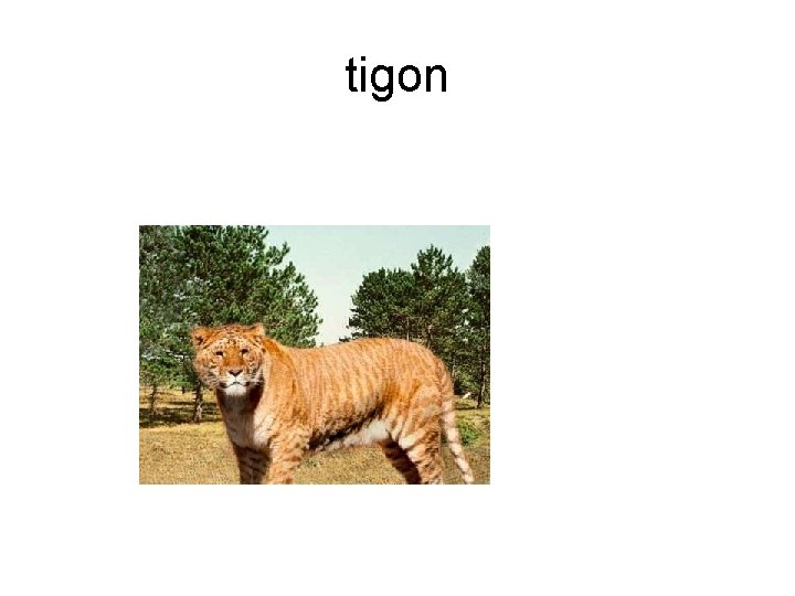 tigon 