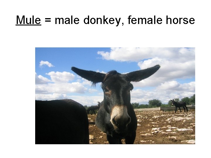 Mule = male donkey, female horse 