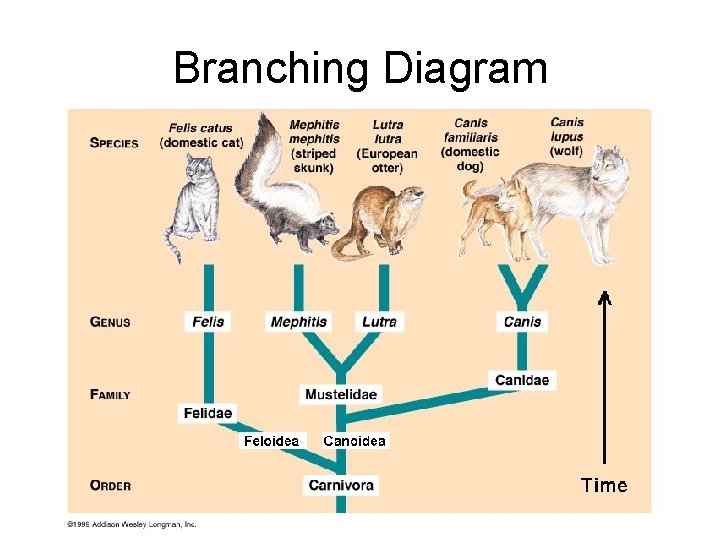 Branching Diagram 