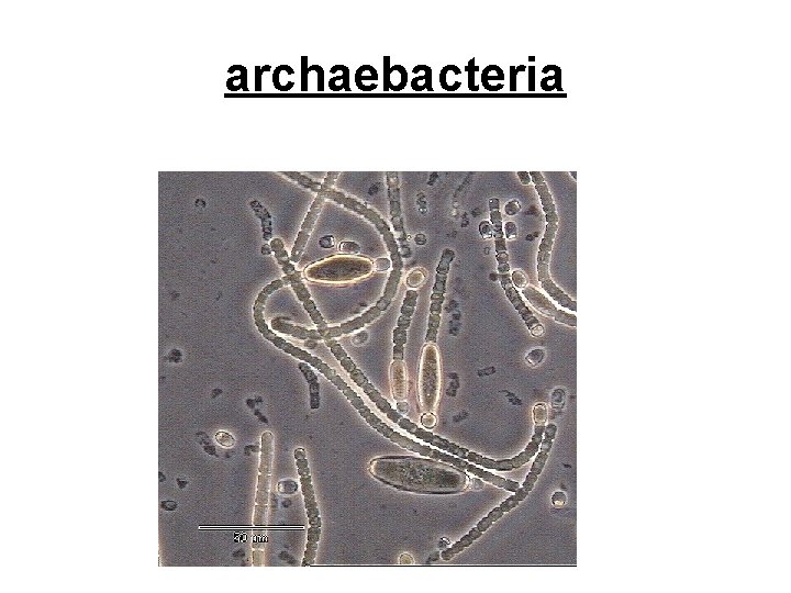 archaebacteria 