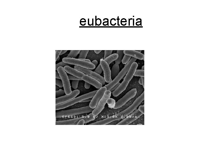 eubacteria 