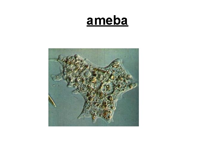 ameba 