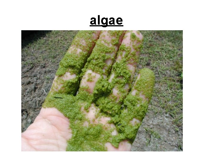 algae 