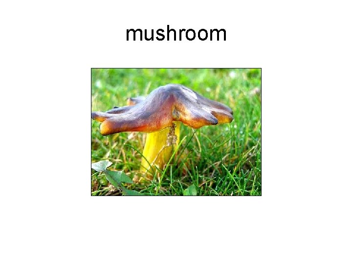 mushroom 