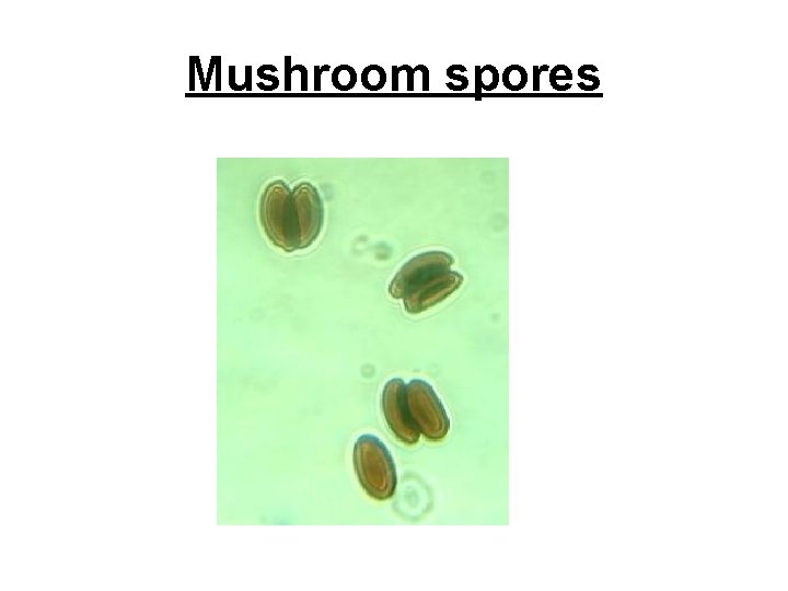 Mushroom spores 