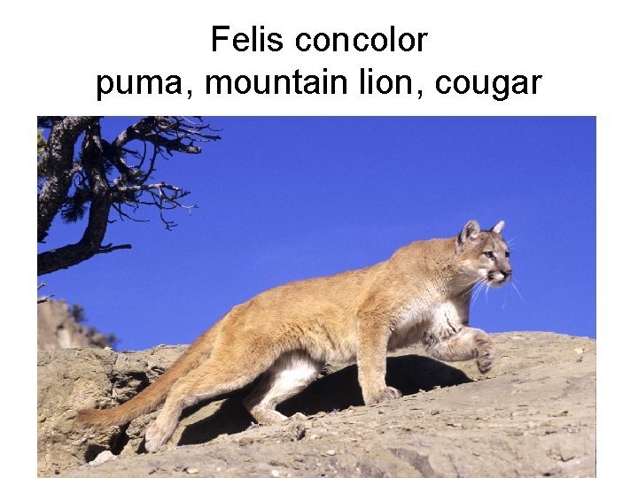 Felis concolor puma, mountain lion, cougar 