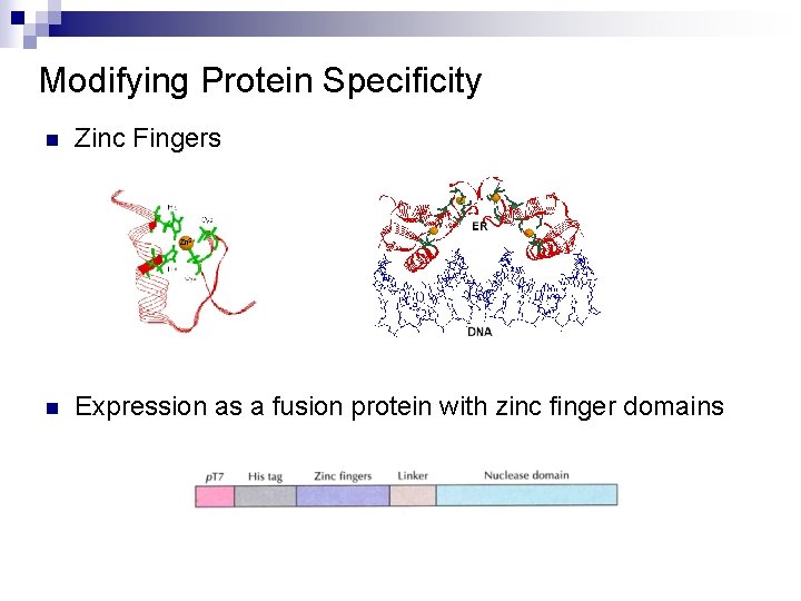 Modifying Protein Specificity n Zinc Fingers n Expression as a fusion protein with zinc