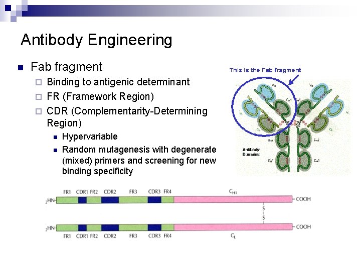 Antibody Engineering n Fab fragment Binding to antigenic determinant ¨ FR (Framework Region) ¨
