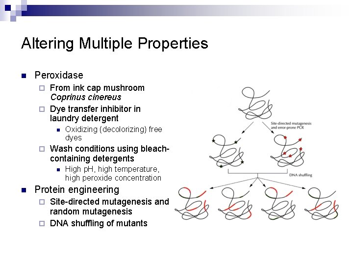 Altering Multiple Properties n Peroxidase From ink cap mushroom Coprinus cinereus ¨ Dye transfer