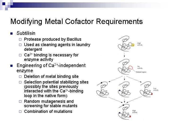 Modifying Metal Cofactor Requirements n Subtilisin Protease produced by Bacillus ¨ Used as cleaning