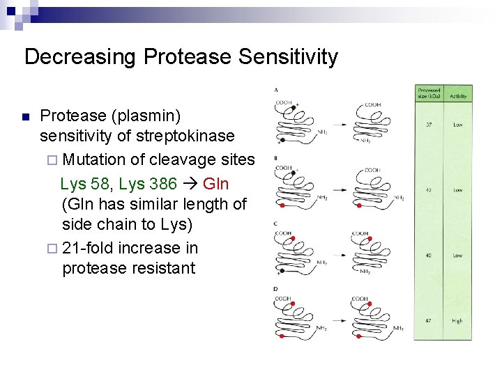Decreasing Protease Sensitivity n Protease (plasmin) sensitivity of streptokinase ¨ Mutation of cleavage sites