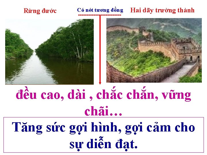 Rừng đước Có nét tương đồng ------------- Hai dãy trường thành đều cao, dài