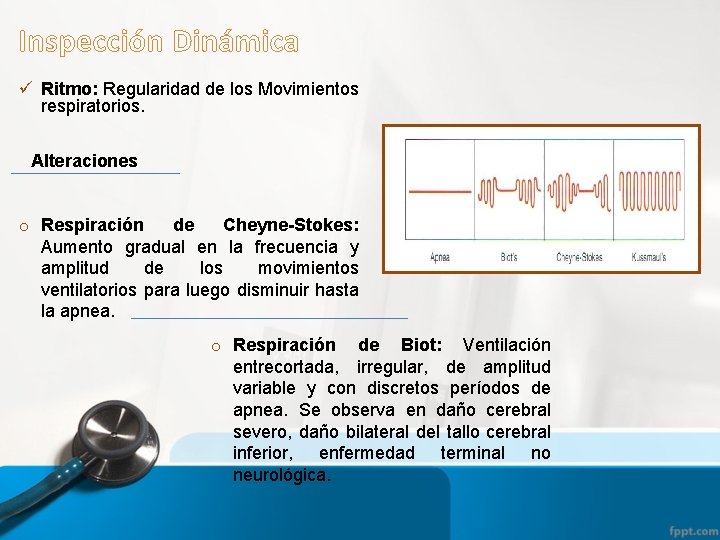 Inspección Dinámica ü Ritmo: Regularidad de los Movimientos respiratorios. Alteraciones o Respiración de Cheyne-Stokes: