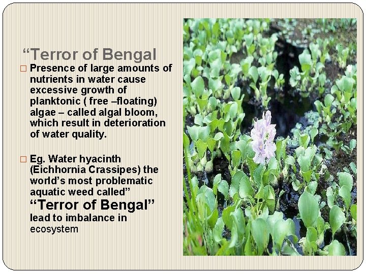 “Terror of Bengal � Presence of large amounts of nutrients in water cause excessive