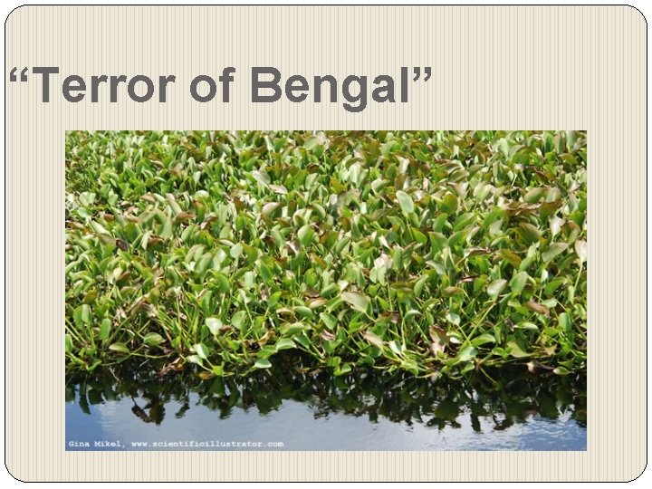 “Terror of Bengal” 