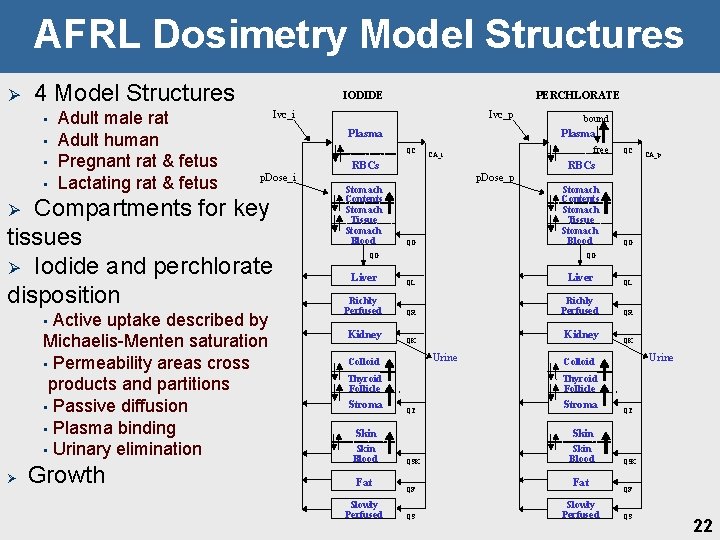 AFRL Dosimetry Model Structures Ø 4 Model Structures • • Adult male rat Adult