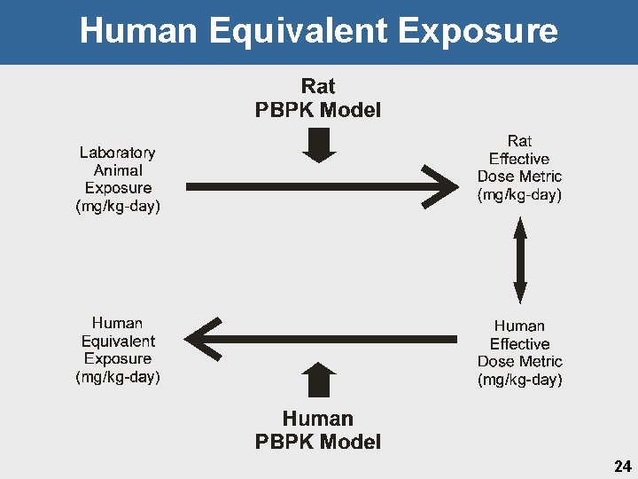 Human Equivalent Exposure 24 