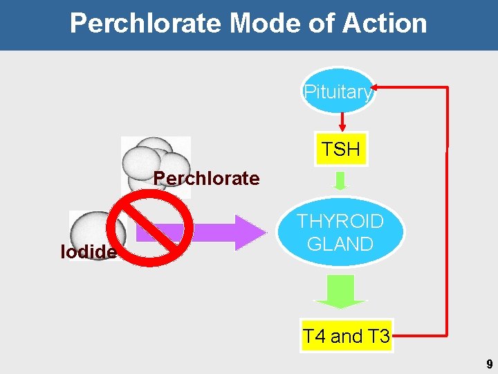 Perchlorate Mode of Action Pituitary TSH Perchlorate Iodide THYROID GLAND T 4 and T