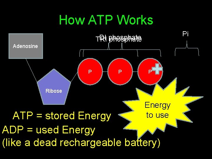 How ATP Works Pi DI phosphate TRI phosphate Adenosine P P P Ribose Energy