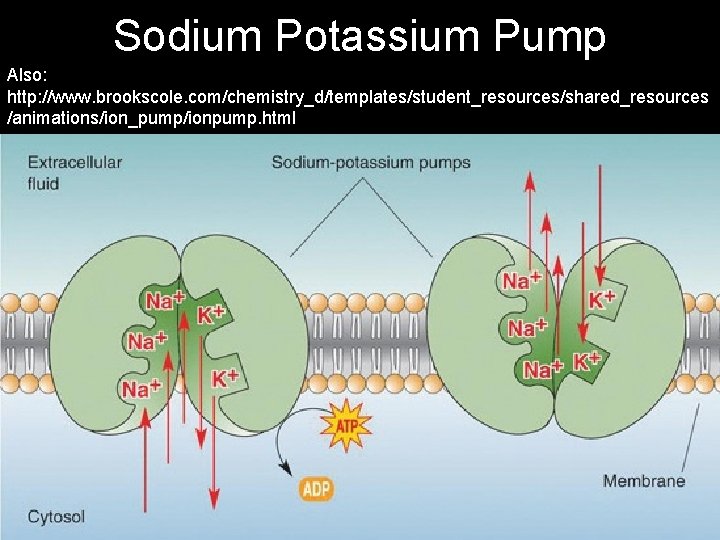 Sodium Potassium Pump Also: http: //www. brookscole. com/chemistry_d/templates/student_resources/shared_resources /animations/ion_pump/ionpump. html 