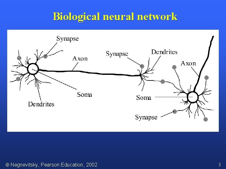 Biological neural network Negnevitsky, Pearson Education, 2002 3 