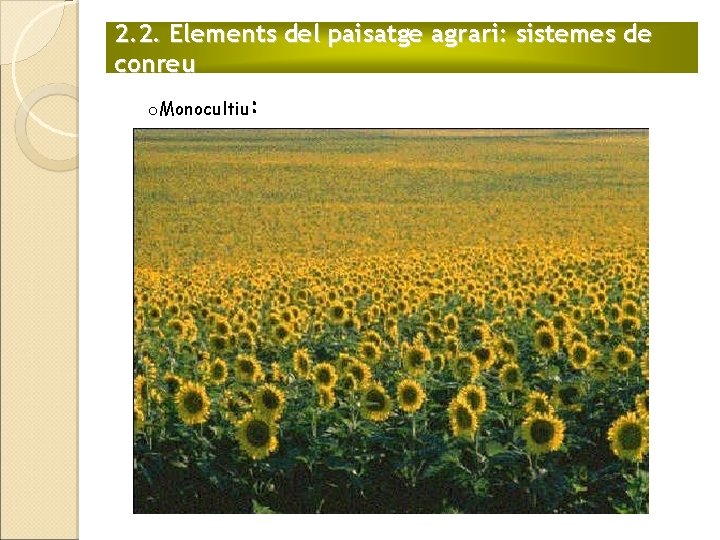 2. 2. Elements del paisatge agrari: sistemes de conreu o. Monocultiu: 